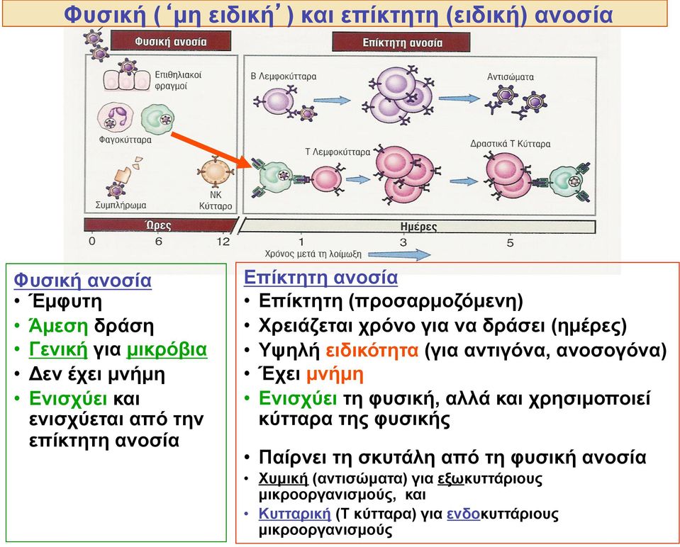 ειδικότητα (για αντιγόνα, ανοσογόνα) Έχει µνήµη Ενισχύει τη φυσική, αλλά και χρησιµοποιεί κύτταρα της φυσικής Παίρνει τη σκυτάλη