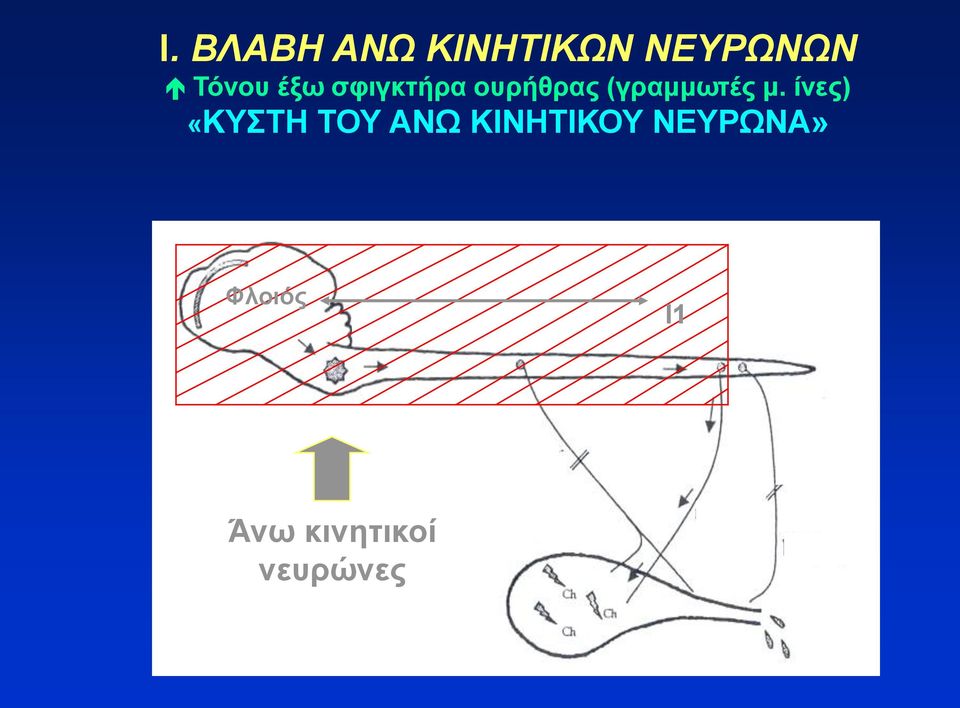 (γραμμωτές μ.