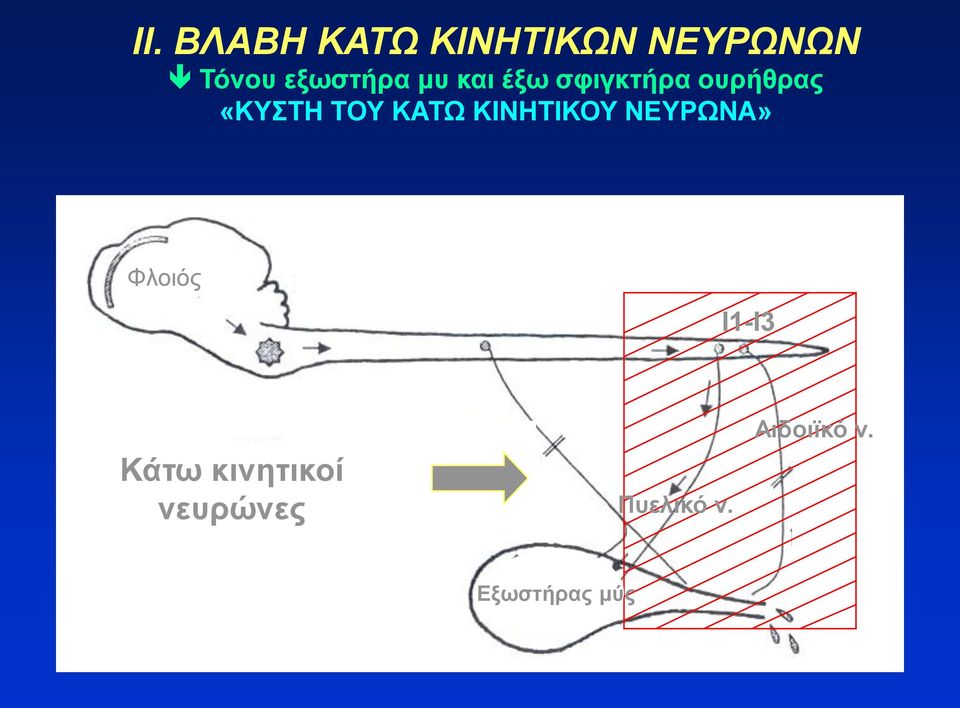 ΤΟΥ ΚΑΤΩ ΚΙΝΗΤΙΚΟΥ ΝΕΥΡΩΝΑ» Φλοιός Ι1-Ι3 Κάτω