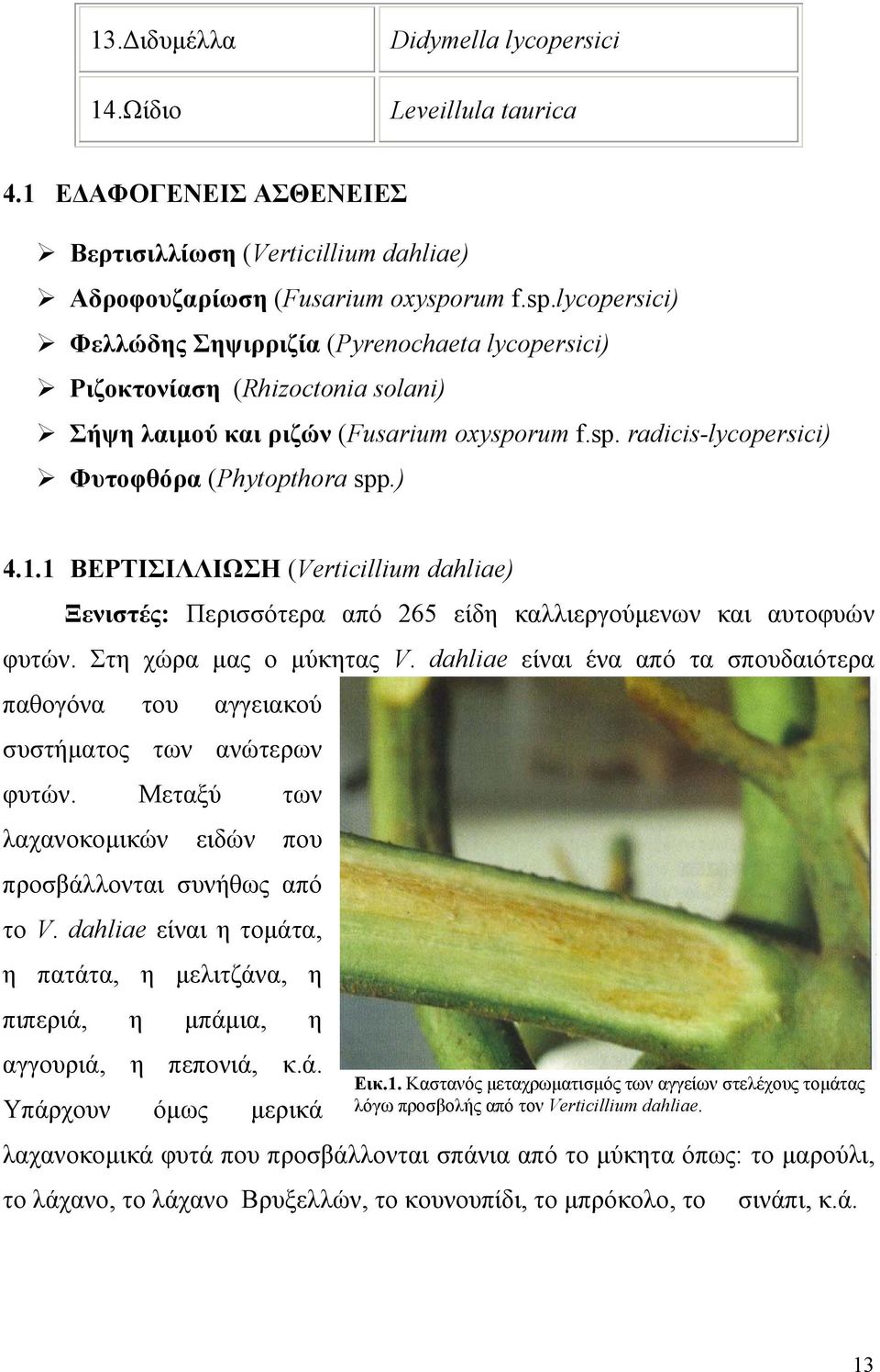 ) 4.1.1 ΒΕΡΤΙΣΙΛΛΙΩΣΗ (Verticillium dahliae) Ξενιστές: Περισσότερα από 265 είδη καλλιεργούµενων και αυτοφυών φυτών. Στη χώρα µας ο µύκητας V.