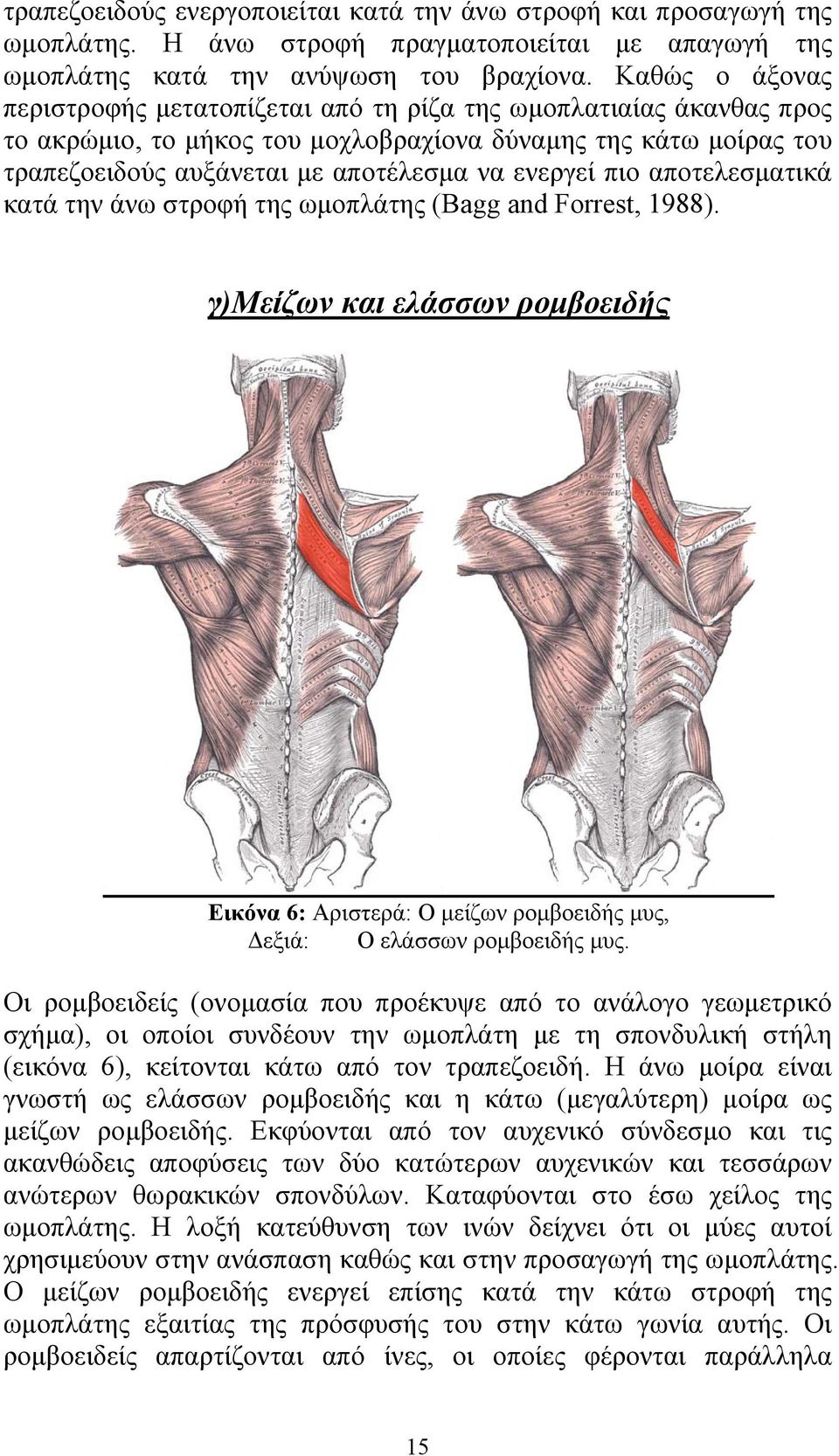 πιο αποτελεσματικά κατά την άνω στροφή της ωμοπλάτης (Βagg and Forrest, 1988). γ)μείζων και ελάσσων ρομβοειδής Εικόνα 6: Αριστερά: Ο μείζων ρομβοειδής μυς, Δεξιά: Ο ελάσσων ρομβοειδής μυς.