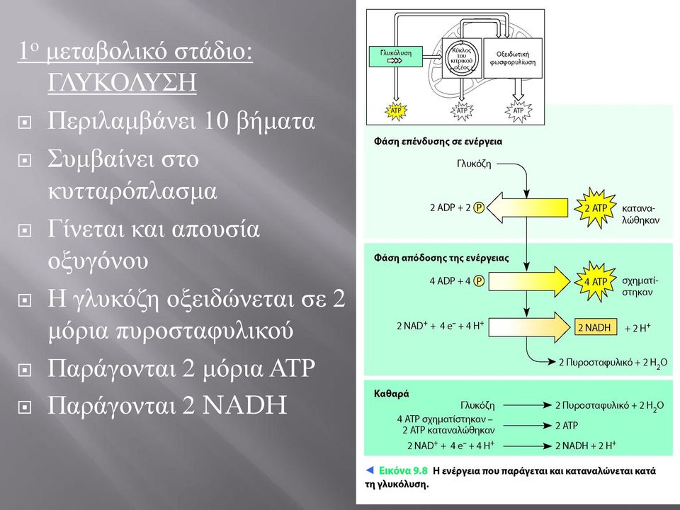 απουσία οξυγόνου Η γλυκόζη οξειδώνεται σε 2 μόρια