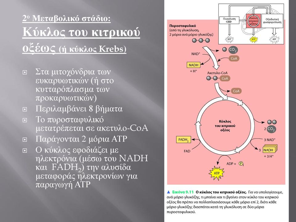 πυροσταφυλικό μετατρέπεται σε ακετυλο-coa Παράγονται 2 μόρια ΑΤΡ Ο κύκλος εφοδιάζει