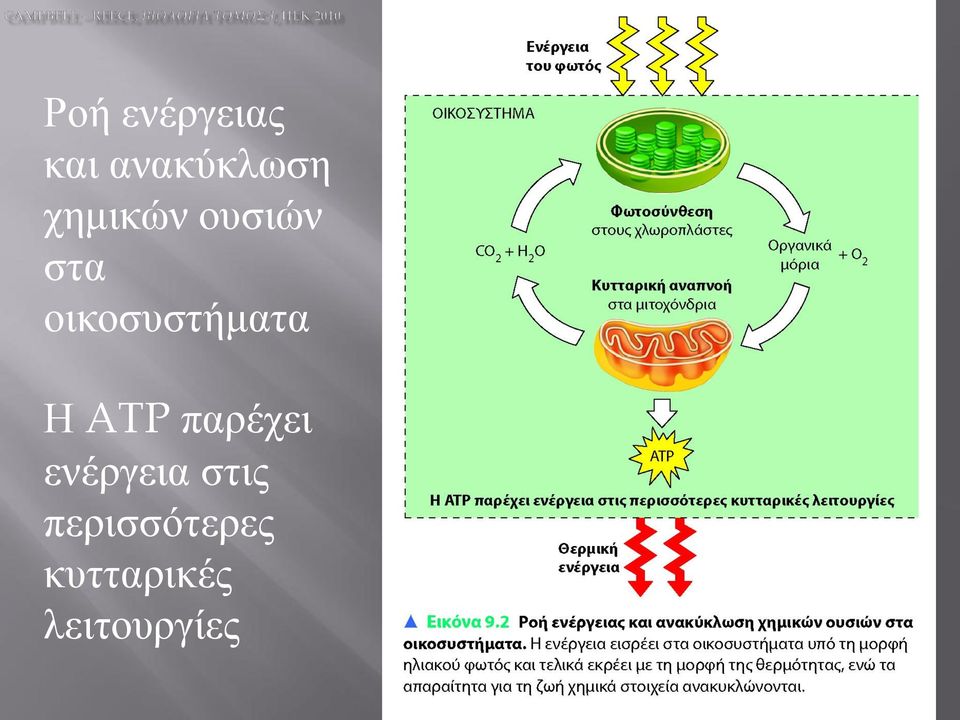 οικοσυστήματα Η ATP παρέχει