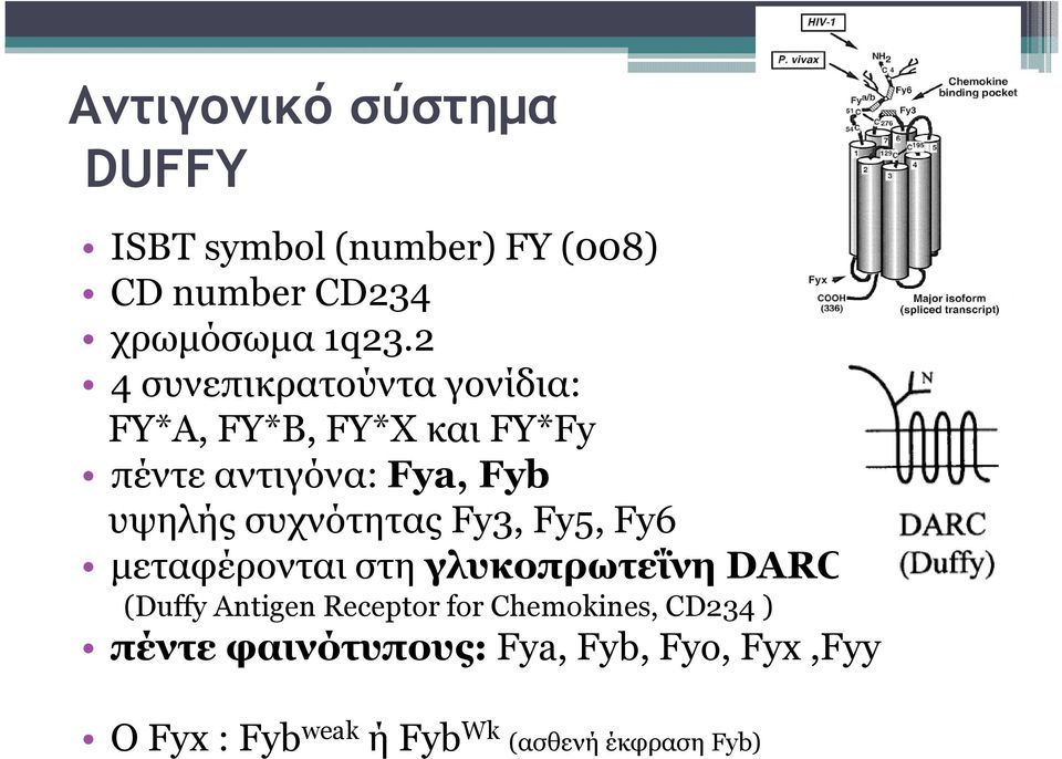 συχνότητας Fy3, Fy5, Fy6 µεταφέρονται στη γλυκοπρωτεΐνη DARC (Duffy Antigen Receptor for