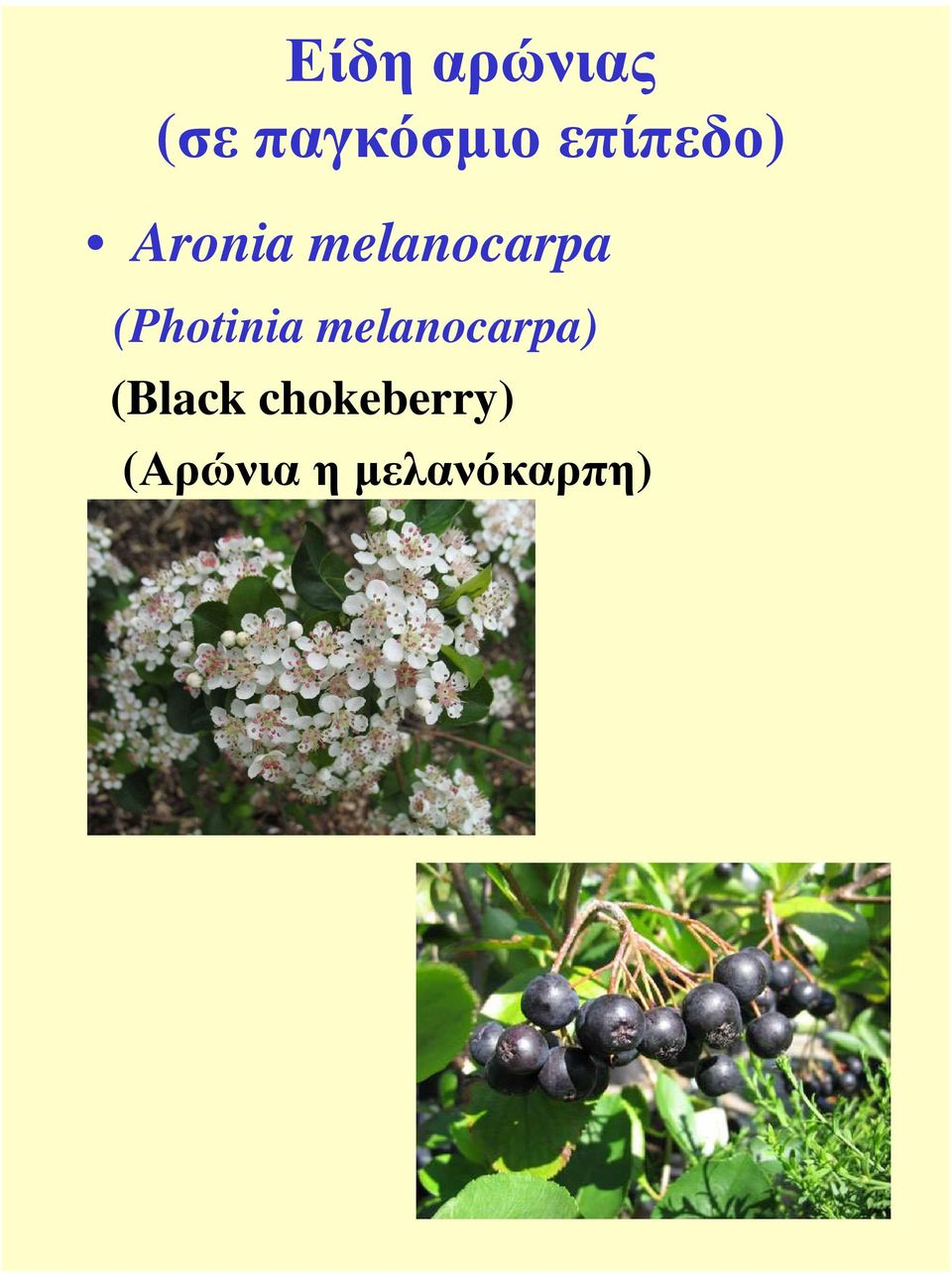 (Photinia melanocarpa) (Black