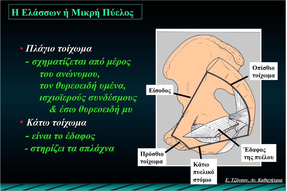 θυρεοειδή µυ Κάτω τοίχωµα - είναι το έδαφος - στηρίζει τα σπλάχνα