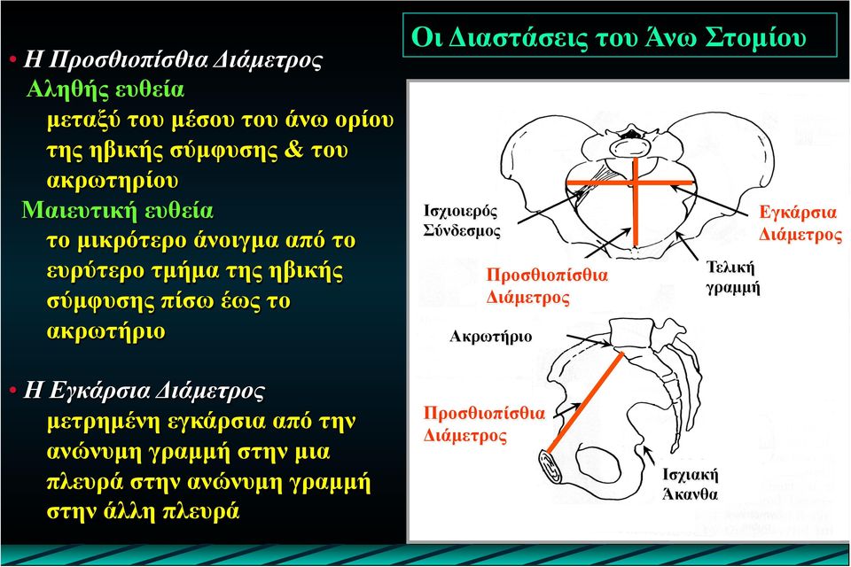 Στοµίου Ισχιοιερός Σύνδεσµος Προσθιοπίσθια Διάµετρος Ακρωτήριο Τελική γραµµή Εγκάρσια Διάµετρος Η Εγκάρσια Διάµετρος