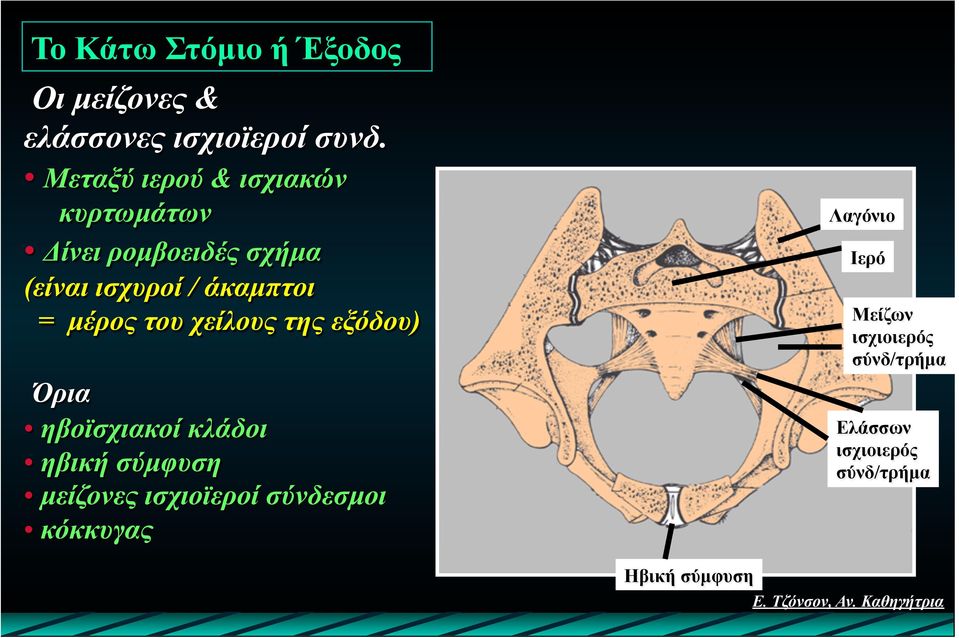 µέρος του χείλους της εξόδου) Όρια ηβοϊσχιακοί κλάδοι ηβική σύµφυση µείζονες
