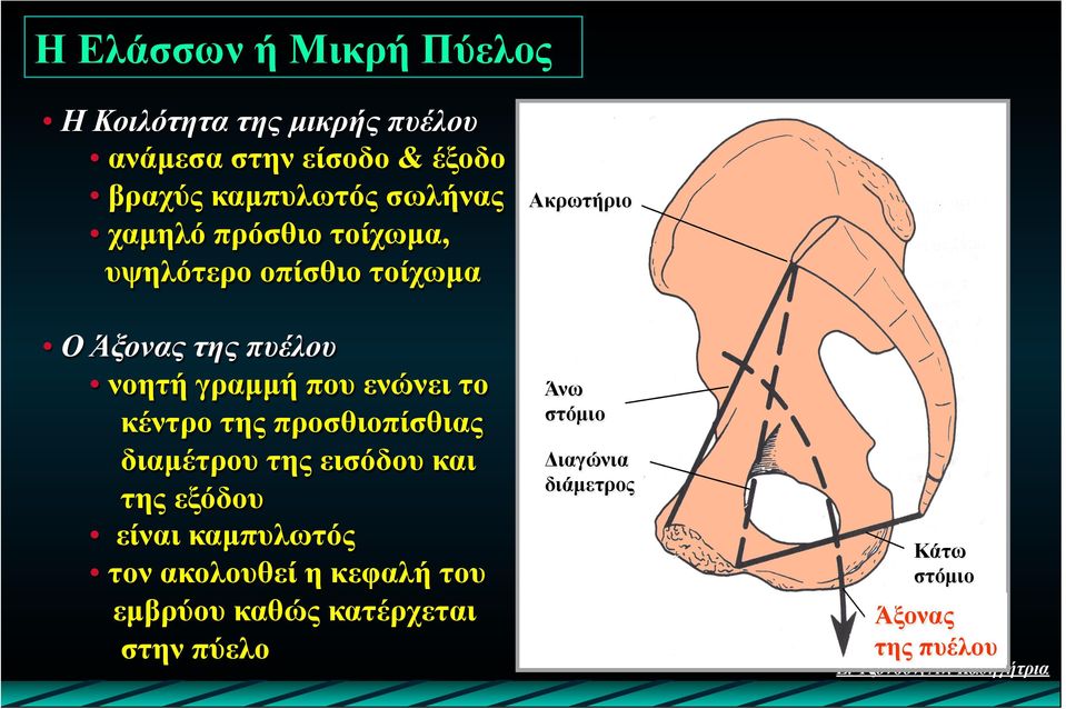 κέντρο της προσθιοπίσθιας διαµέτρου της εισόδου και της εξόδου είναι καµπυλωτός τον ακολουθεί η κεφαλή