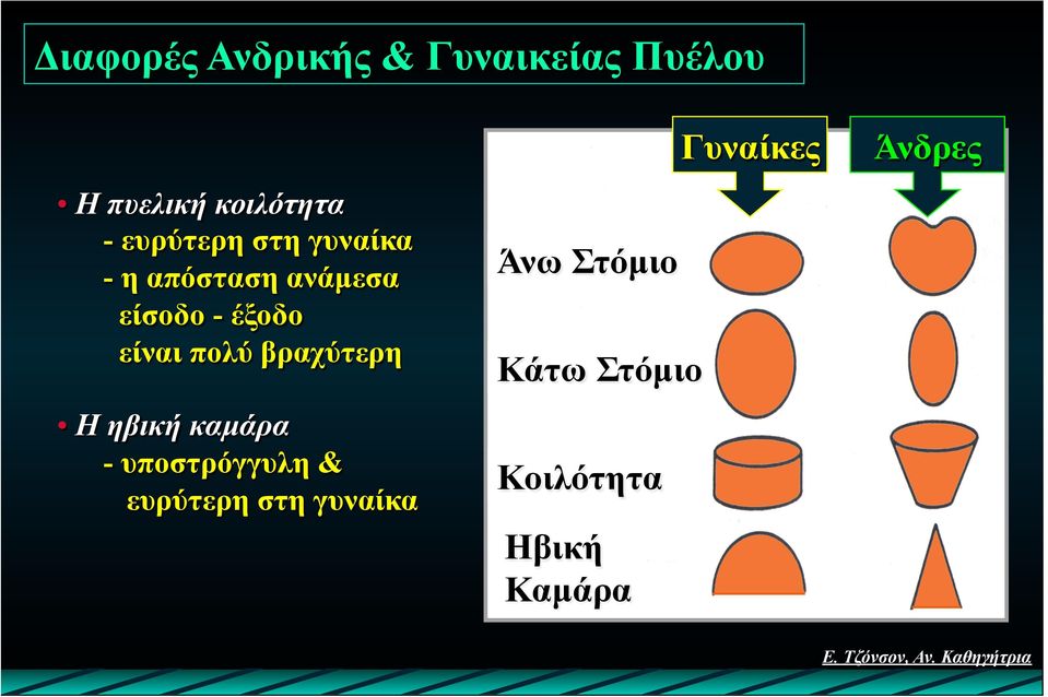 πολύ βραχύτερη Η ηβική καµάρα - υποστρόγγυλη & ευρύτερη στη