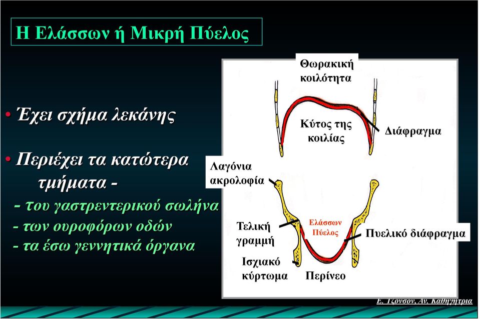 γεννητικά όργανα Λαγόνια ακρολοφία Τελική γραµµή Ισχιακό κύρτωµα
