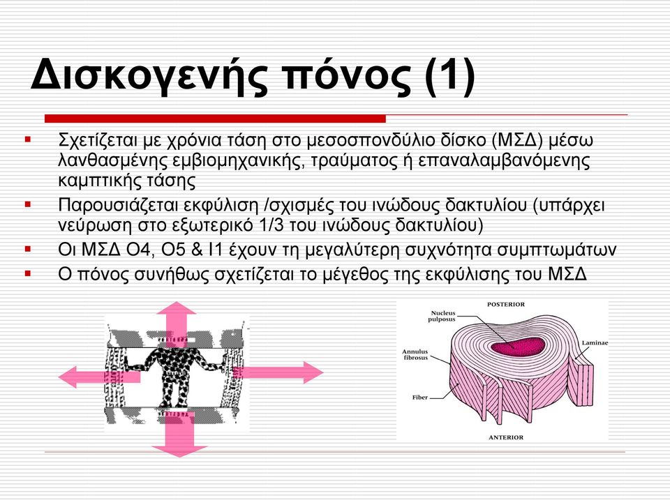 του ινώδους δακτυλίου (υπάρχει νεύρωση στο εξωτερικό 1/3 του ινώδους δακτυλίου) Οι ΜΣΔ Ο4, Ο5 &
