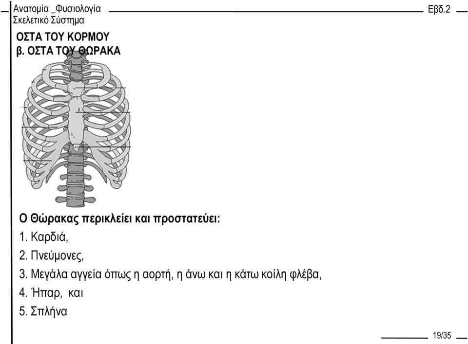 Πνεύμονες, 3.