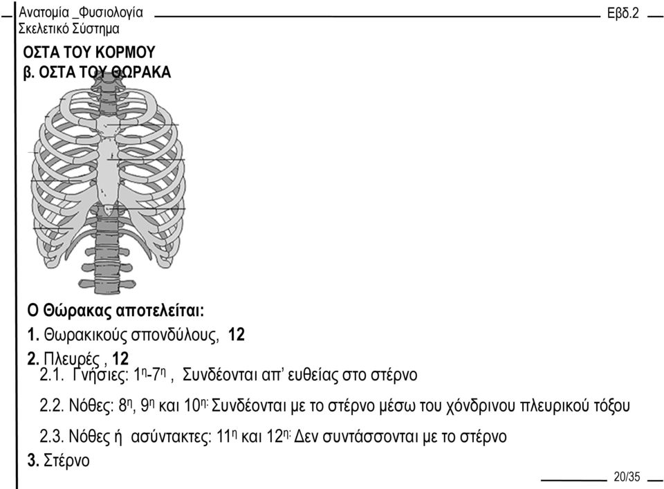 2.1. Γνήσιες: 1 η -7 η, Συνδέονται απ ευθείας στο στέρνο 2.2. Νόθες: 8 η, 9 η