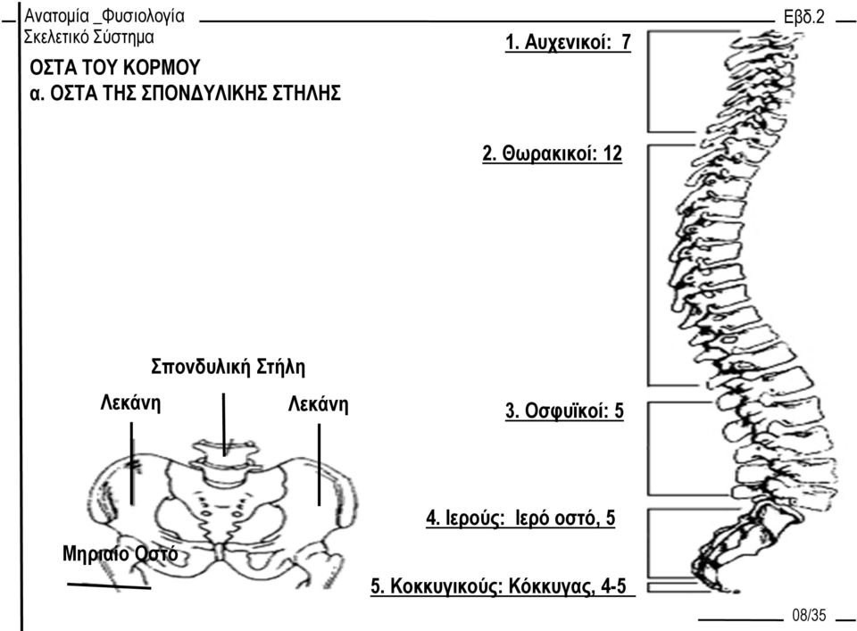 Θωρακικοί: 12 Σπονδυλική Στήλη Λεκάνη Λεκάνη