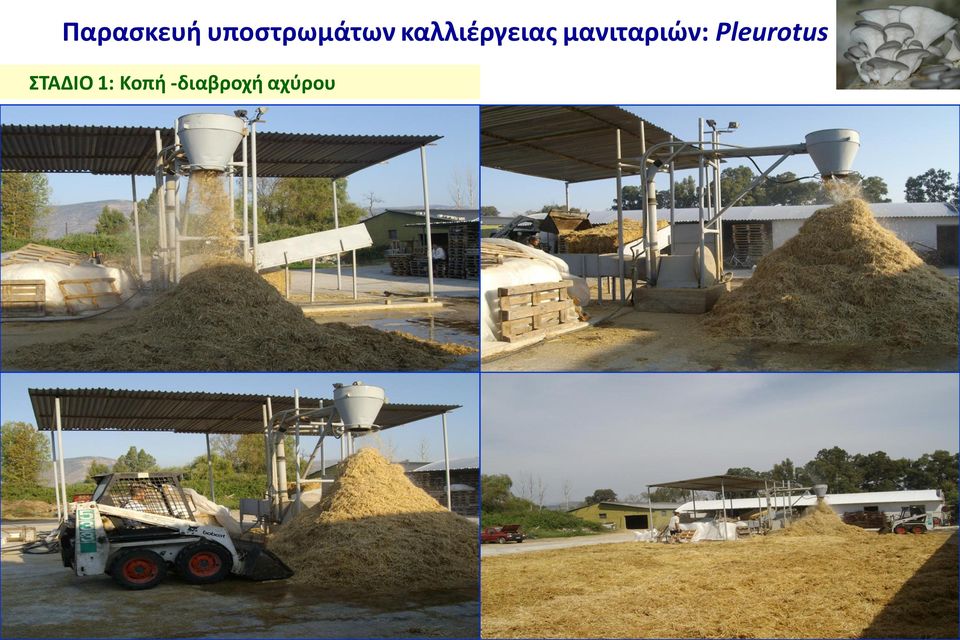 μανιταριών: Pleurotus