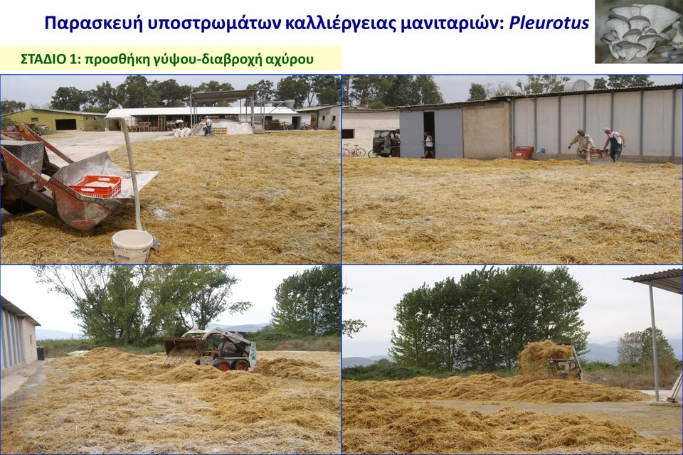 Pleurotus ΣΤΑΔΙΟ 1:
