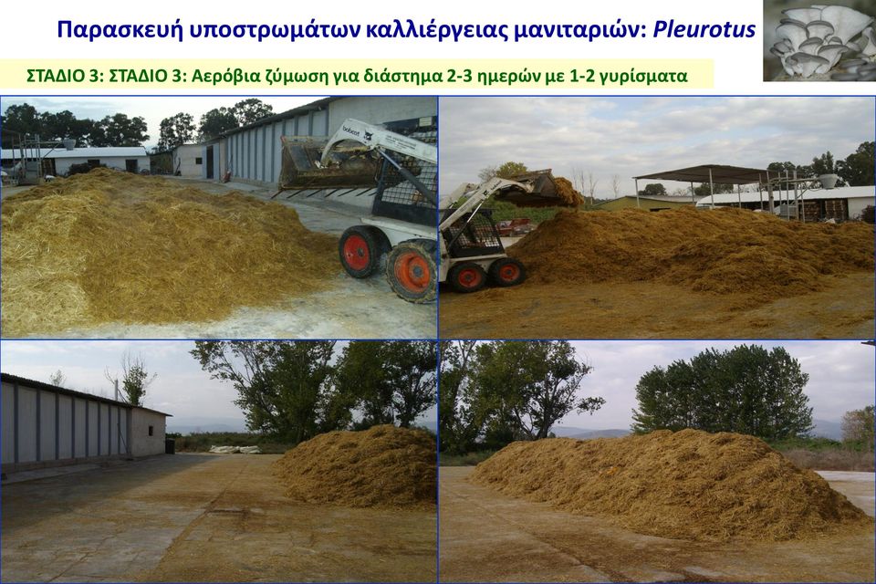 Pleurotus ΣΤΑΔΙΟ 3: ΣΤΑΔΙΟ 3: