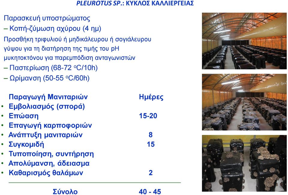 μυκητοκτόνου για παρεμπόδιση ανταγωνιστών Παστερίωση (68-72 ο C/10h) Ωρίμανση (50-55 ο C/60h) Παραγωγή Μανιταριών