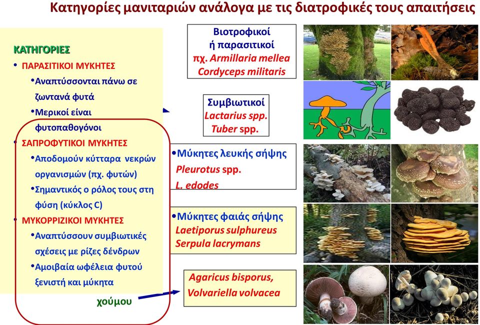 φυτών) Μύκητες αποδόμησης ξύλου Σημαντικός ο ρόλος τους στη φύση (κύκλος C) ΜΥΚΟΡΡΙΖΙΚΟΙ ΜΥΚΗΤΕΣ Αναπτύσσουν συμβιωτικές σχέσεις με ρίζες δένδρων Αμοιβαία ωφέλεια φυτού ξενιστή και