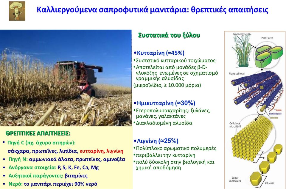 000 μόρια) Ημικυτταρίνη ( 30%) Ετεροπολυσακχαρίτης: ξυλάνες, μανάνες, γαλακτάνες Διακλαδισμένη αλυσίδα ΘΡΕΠΤΙΚΕΣ ΑΠΑΙΤΗΣΕΙΣ: Πηγή C (πχ.