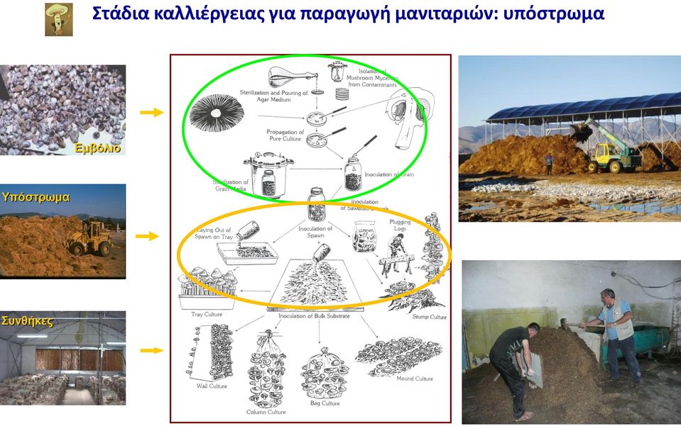 μανιταριών: