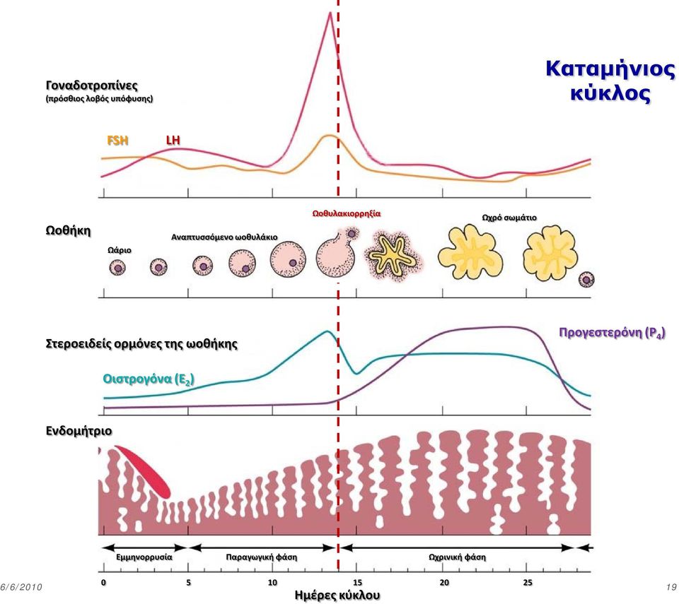 ορμόνες της ωοθήκης Προγεστερόνη (P 4 ) Οιστρογόνα (Ε 2 ) Ενδομήτριο