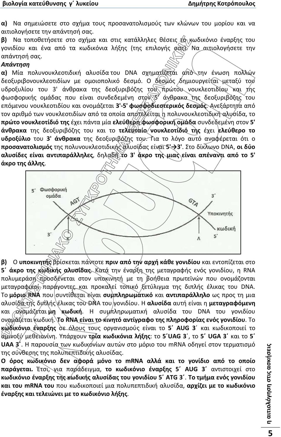 α) Μία πολυνουκλεοτιδική αλυσίδα του DNA σχηματίζεται από την ένωση πολλών δεοξυριβονουκλεοτιδίων με ομοιοπολικό δεσμό.