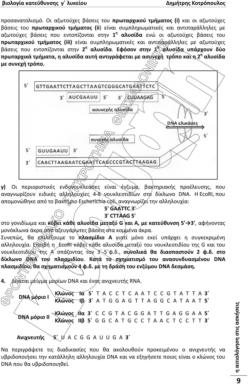 ενώ οι αζωτούχες βάσεις του πρωταρχικού τμήματος (iii) είναι συμπληρωματικές και αντιπαράλληλες με αζωτούχες βάσεις που εντοπίζονται στην 2 η αλυσίδα.