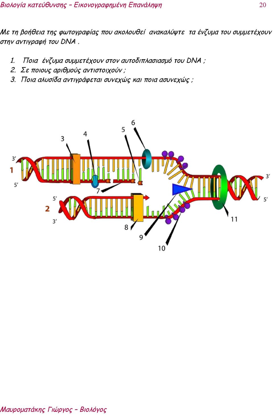 Ποια ένζυμα συμμετέχουν στον αυτοδιπλασιασμό του DNA ; 2.