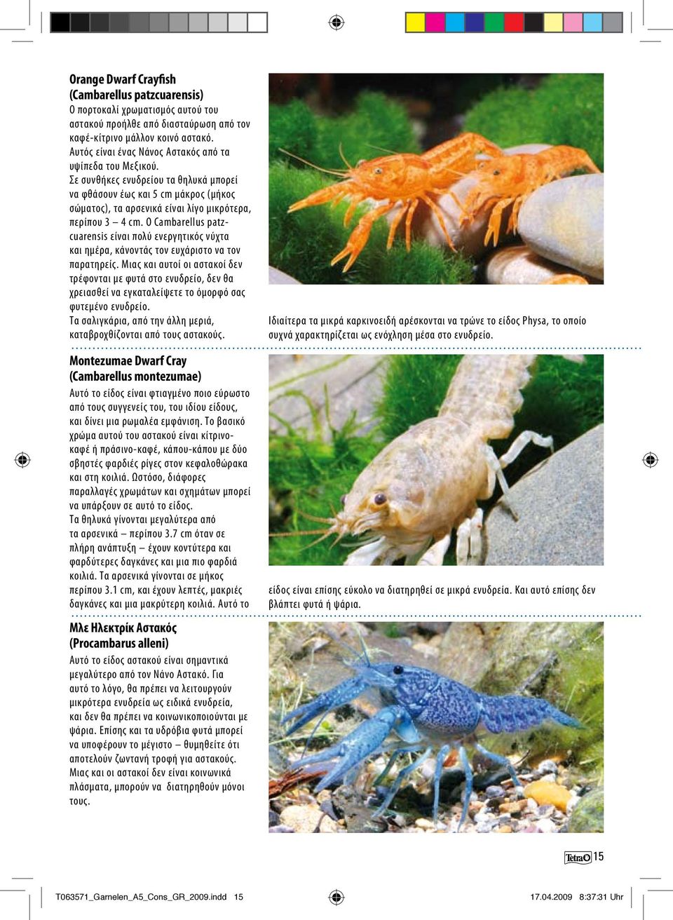 Ο Cambarellus patzcuarensis είναι πολύ ενεργητικός νύχτα και ημέρα, κάνοντάς τον ευχάριστο να τον παρατηρείς.
