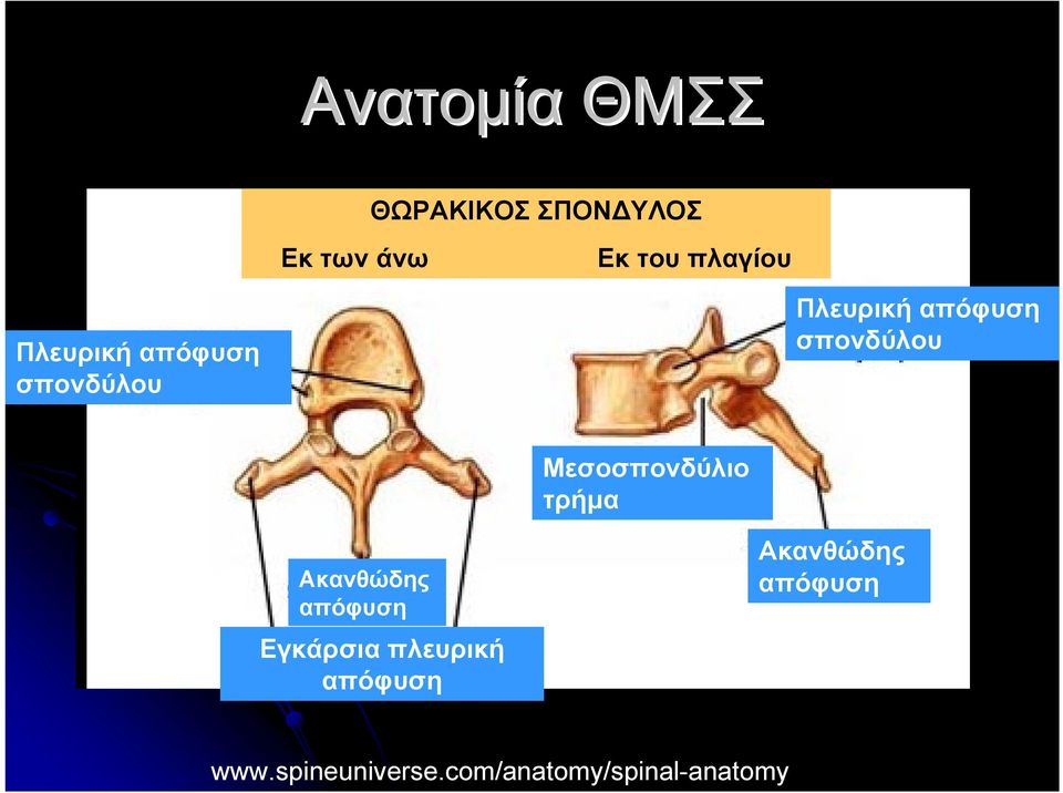 Μεσοσπονδύλιο τρήμα Ακανθώδης απόφυση Εγκάρσια πλευρική