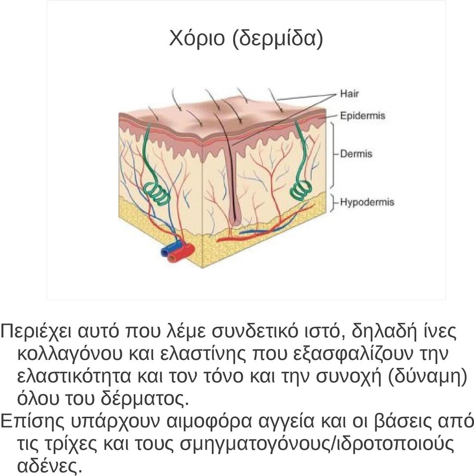 και την συνοχή (δύναμη) όλου του δέρματος.