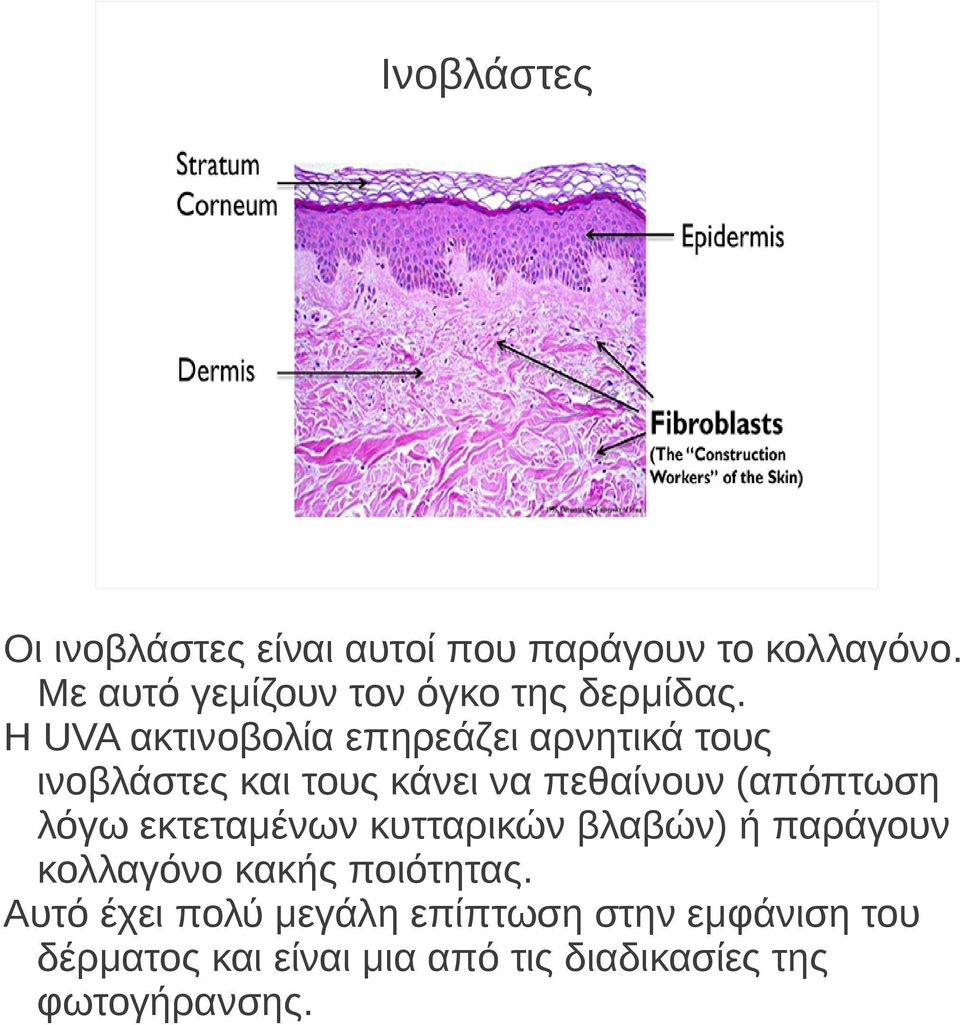 Η UVA ακτινοβολία επηρεάζει αρνητικά τους ινοβλάστες και τους κάνει να πεθαίνουν (απόπτωση