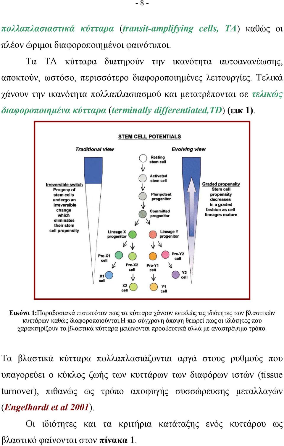Τελικά χάνουν την ικανότητα πολλαπλασιασμού και μετατρέπονται σε τελικώς διαφοροποιημένα κύτταρα (terminally differentiated,td) (εικ 1).
