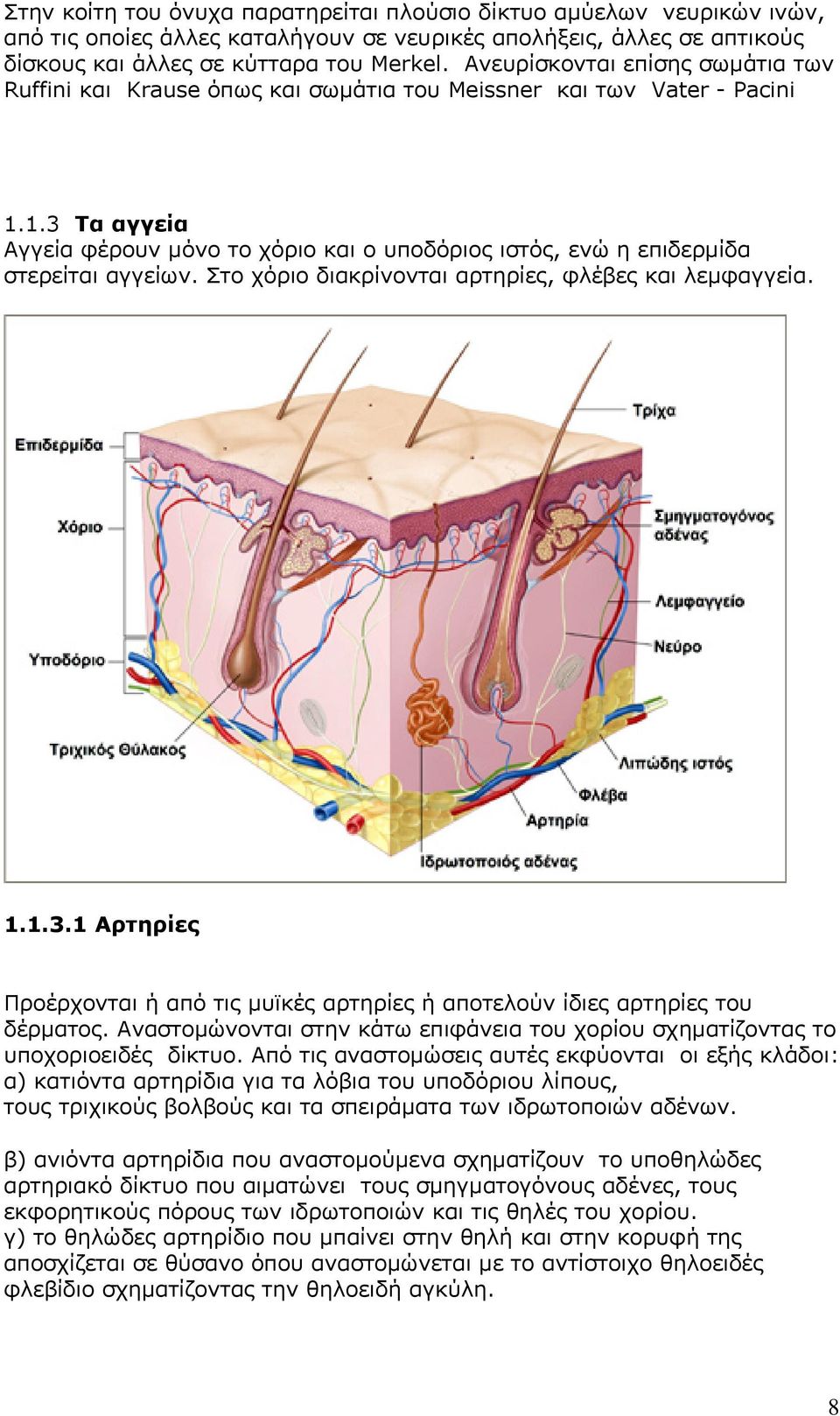 1.3 Τα αγγεία Αγγεία φέρουν μόνο το χόριο και ο υποδόριος ιστός, ενώ η επιδερμίδα στερείται αγγείων. Στο χόριο διακρίνονται αρτηρίες, φλέβες και λεμφαγγεία. 1.1.3.1 Αρτηρίες Προέρχονται ή από τις μυϊκές αρτηρίες ή αποτελούν ίδιες αρτηρίες του δέρματος.