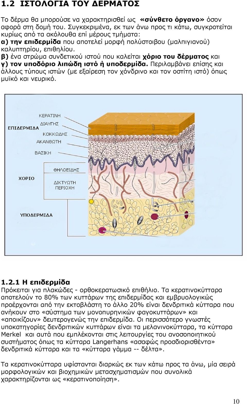 β) ένα στρώμα συνδετικού ιστού που καλείται χόριο του δέρματος και γ) τον υποδόριο λιπώδη ιστό ή υποδερμίδα.