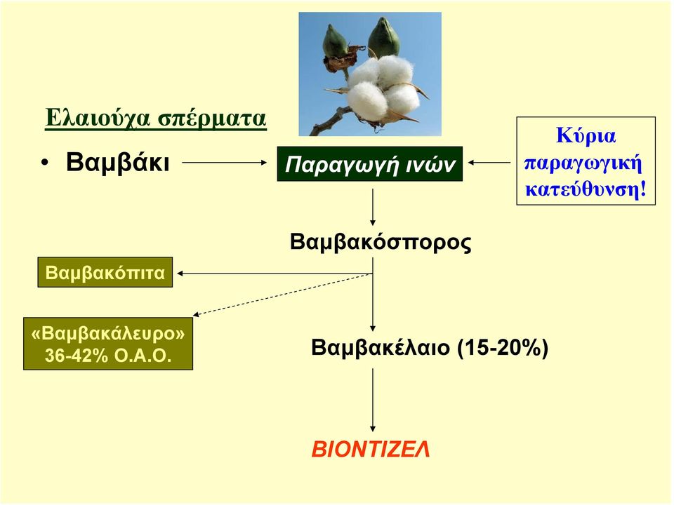 Βαμβακόσπορος Κύρια παραγωγική κατεύθυνση!