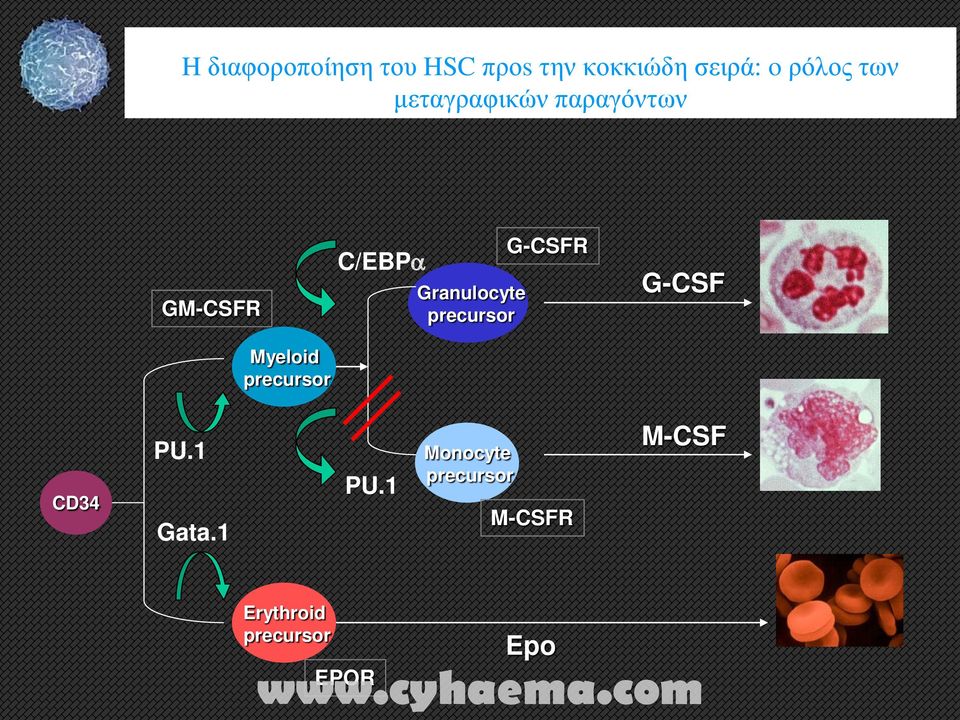 C/EBPα Granulocyte precursor G-CSFR G-CSF CD34 PU.1 Gata.