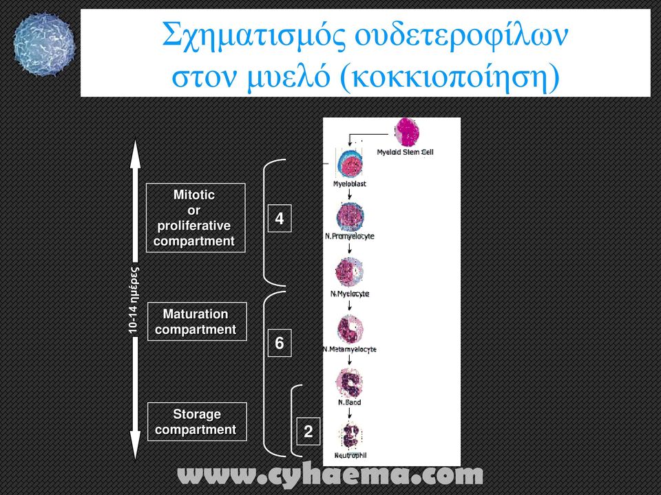 proliferative compartment 4