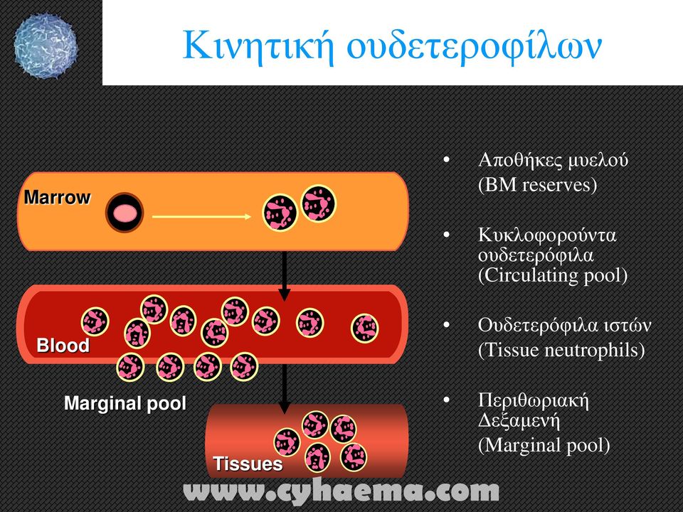 pool) Blood Ουδετερόφιλα ιστών (Tissue neutrophils)