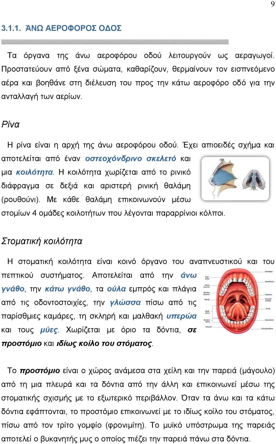 Ρίνα Η ρίνα είναι η αρχή της άνω αεροφόρου οδού. Έχει απιοειδές σχήμα και αποτελείται από έναν οστεοχόνδρινο σκελετό και μια κοιλότητα.