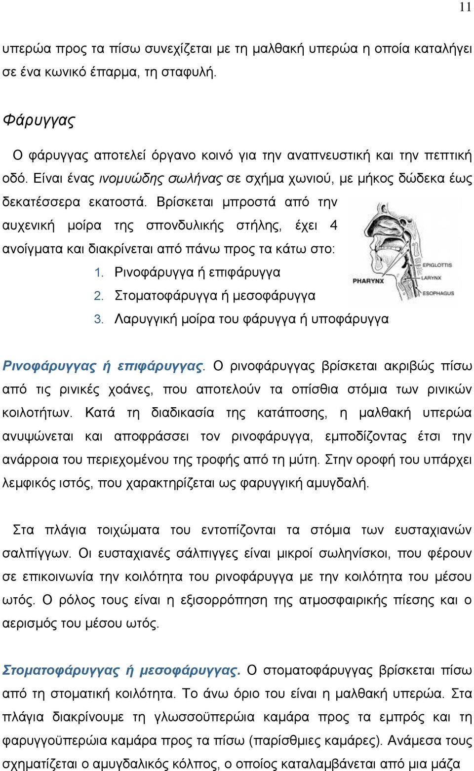 Βρίσκεται μπροστά από την αυχενική μοίρα της σπονδυλικής στήλης, έχει 4 ανοίγματα και διακρίνεται από πάνω προς τα κάτω στο: 1. Ρινοφάρυγγα ή επιφάρυγγα 2. Στοματοφάρυγγα ή μεσοφάρυγγα 3.