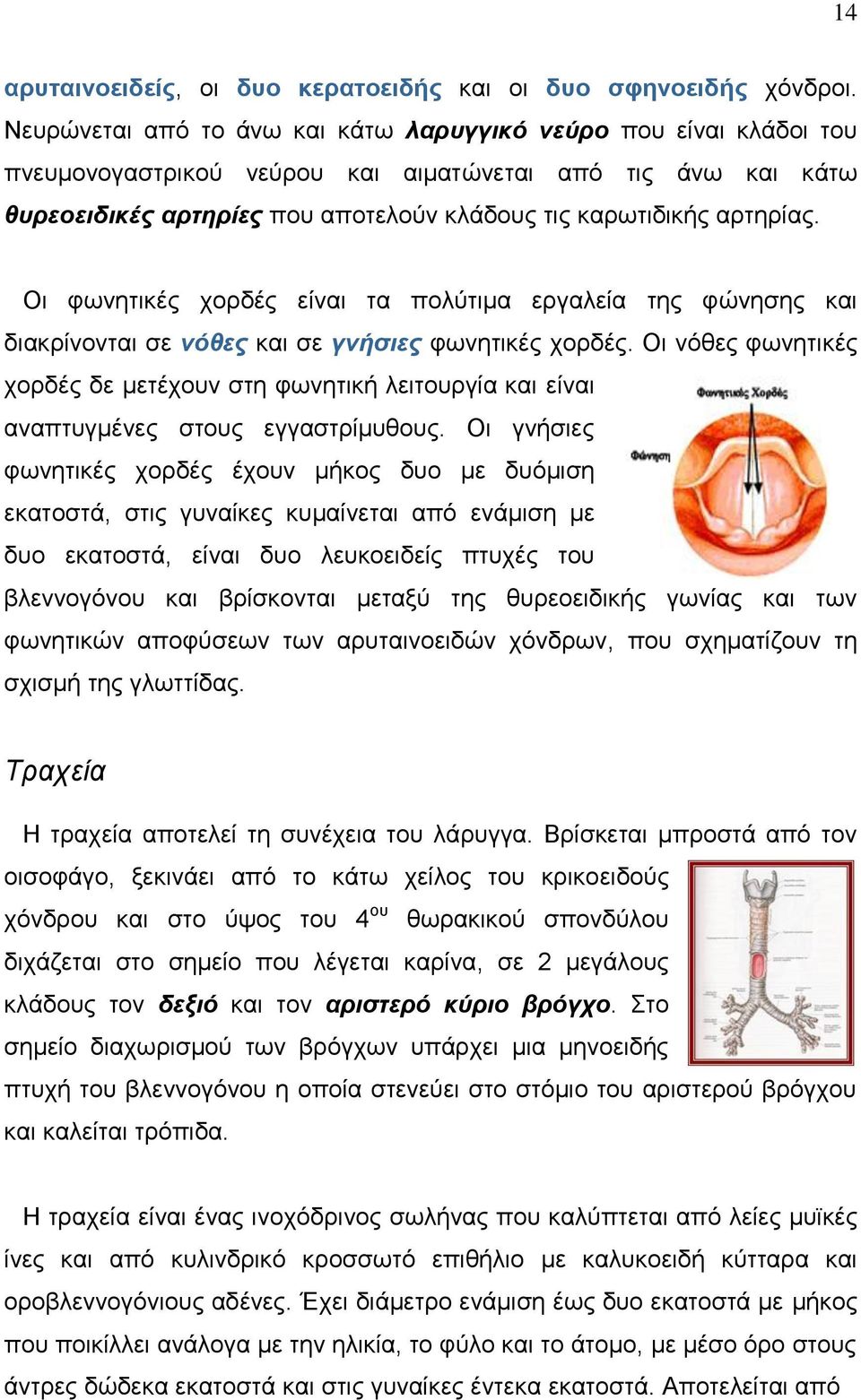 Οι φωνητικές χορδές είναι τα πολύτιμα εργαλεία της φώνησης και διακρίνονται σε νόθες και σε γνήσιες φωνητικές χορδές.