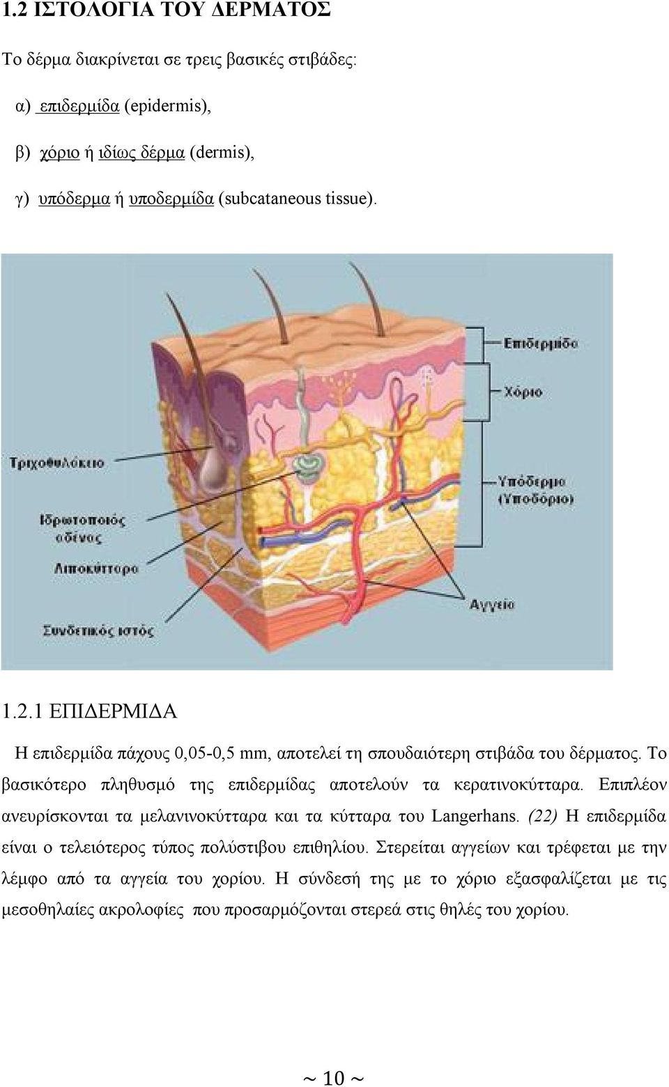 Το βασικότερο πληθυσμό της επιδερμίδας αποτελούν τα κερατινοκύτταρα. Επιπλέον ανευρίσκονται τα μελανινοκύτταρα και τα κύτταρα του Langerhans.