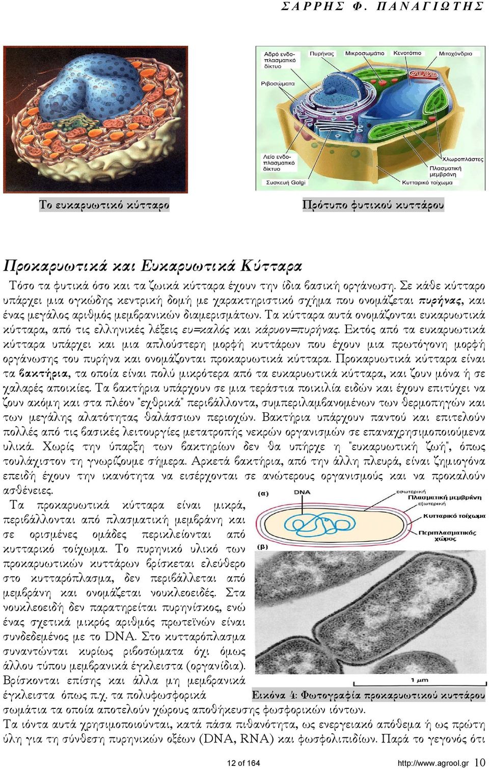 Τα κύτταρα αυτά ονοµάζονται ευκαρυωτικά κύτταρα, από τις ελληνικές λέξεις ευ=καλός και κάρυον=πυρήνας.