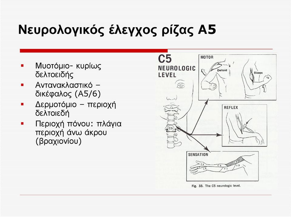 δικέφαλος (Α5/6) ερµοτόµιο περιοχή