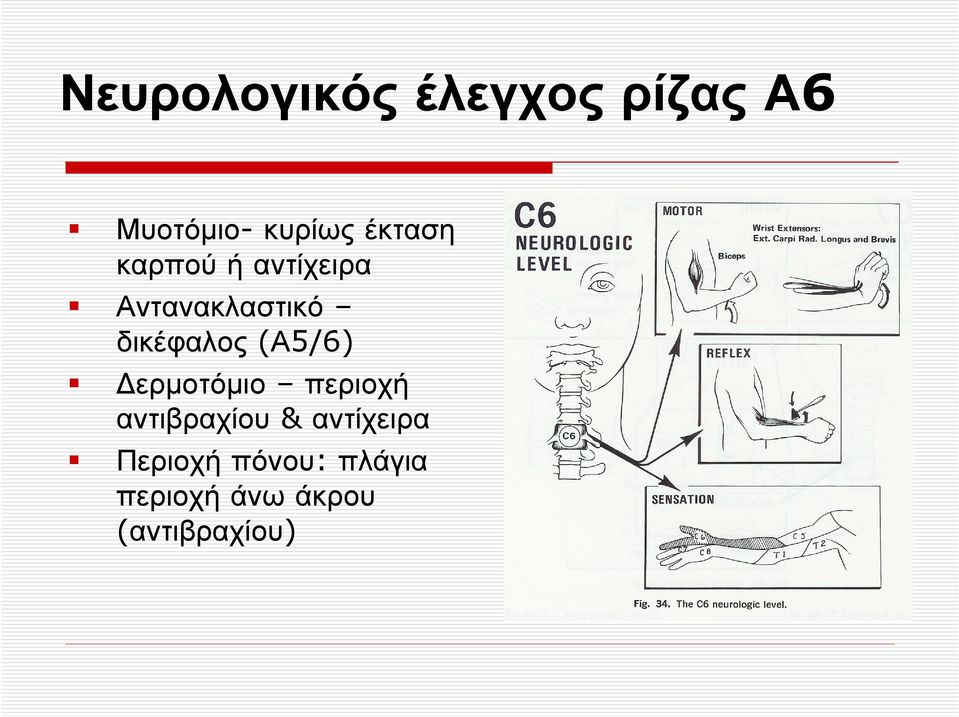 (Α5/6) ερµοτόµιο περιοχή αντιβραχίου & αντίχειρα