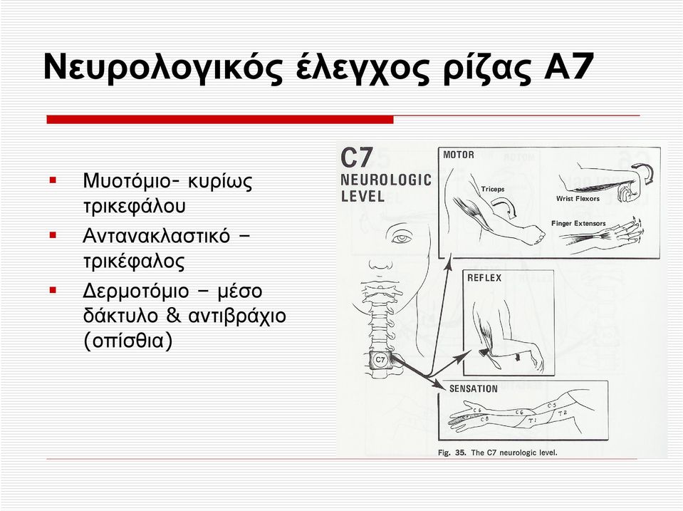 Αντανακλαστικό τρικέφαλος